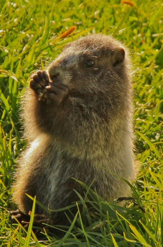 A young marmot out and about near Summerland